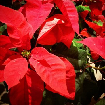 Poinsettias in the Library